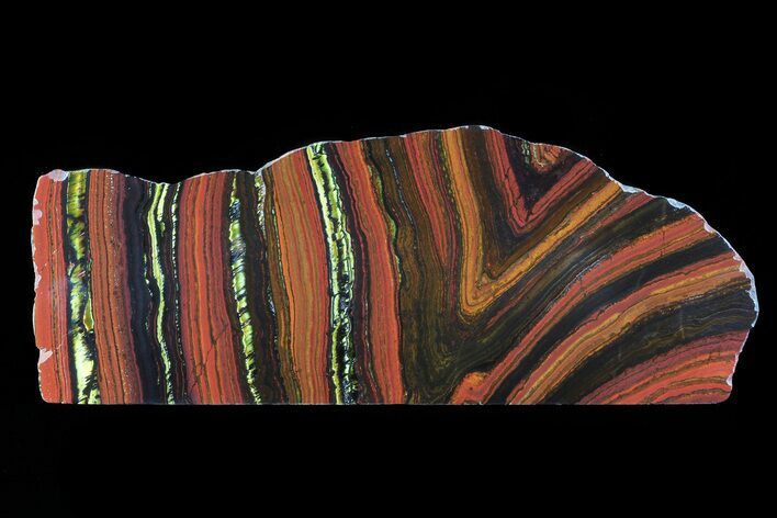 Polished Tiger Iron Stromatolite - ( Billion Years) #72901